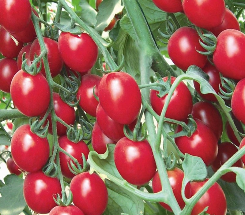 100 Rose Red Long Cherry Tomato Hybrid Seeds