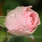 50 Light Pink Rose Seeds Light Fragrant Minature Flower Fresh Seeds