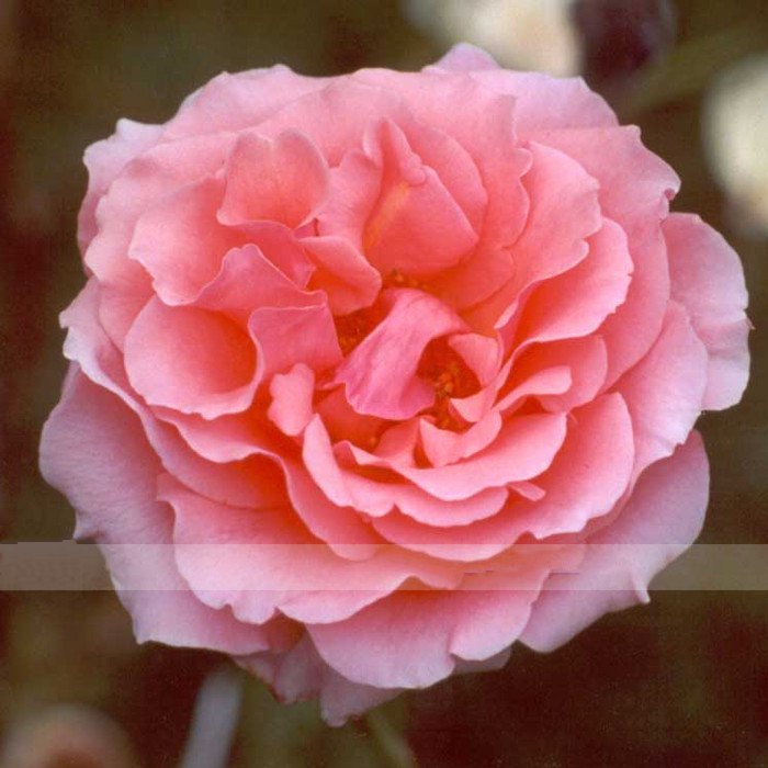 50 Pink Chinese Rose Seeds Rose Flowers Garden Fresh Seeds