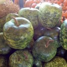 10 Gourd Lagenaria Siceraria Seeds Apple Large Vegetable Fresh Seeds