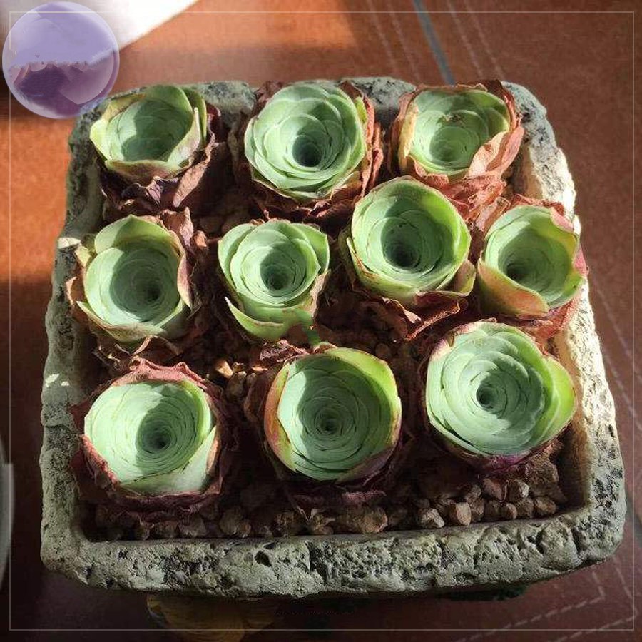 10 Greenovia Guarimiar Seeds Giant Mountain Rose Succulent Fresh Seeds
