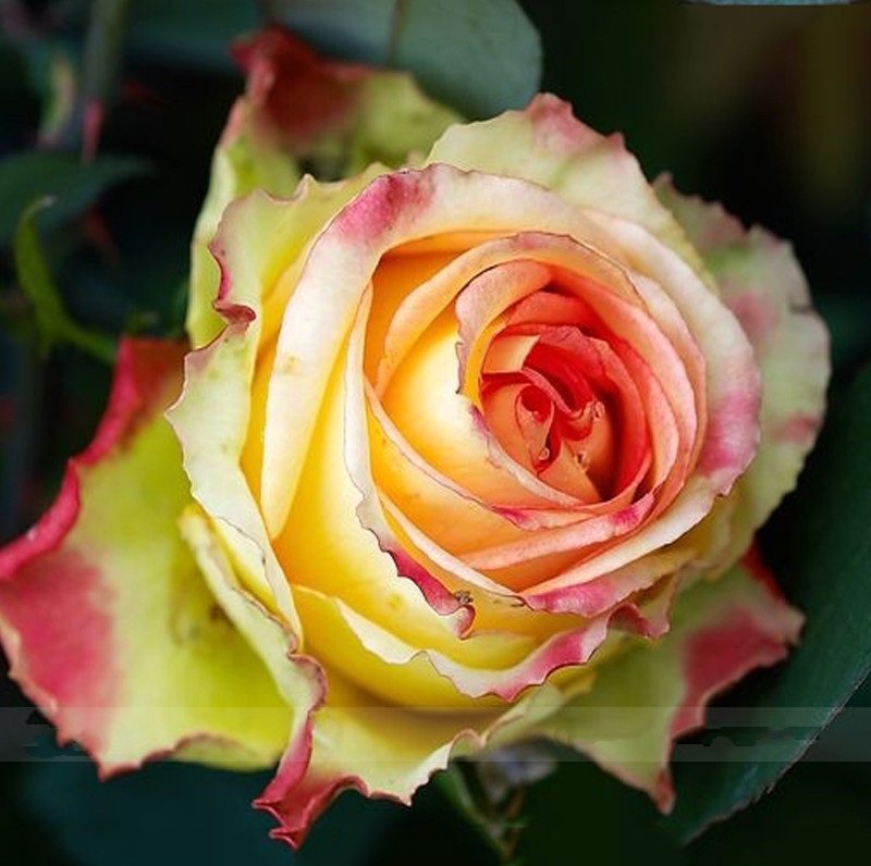 50 Red Spot Yellow Rose Seeds Light Fragrant Rose Flower Fresh Seeds
