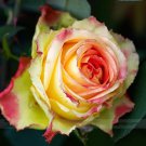 50 Red Spot Yellow Rose Seeds Light Fragrant Rose Flower Fresh Seeds