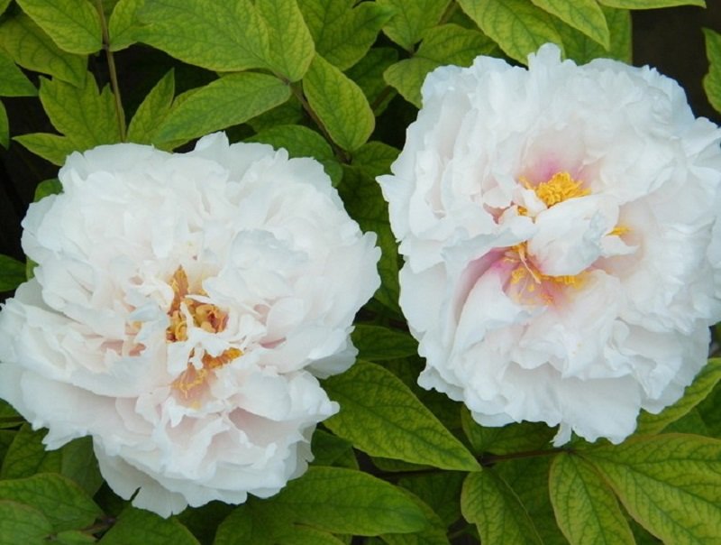5 White Lovers Peony Seeds Light Fragrant Flower Plant Fresh Seeds