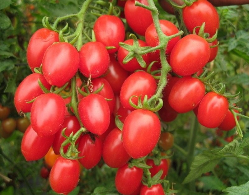 100 Feng Tao Bunches Tomato Seeds Pink Red Cherry Tomato Fruit Fresh Seeds