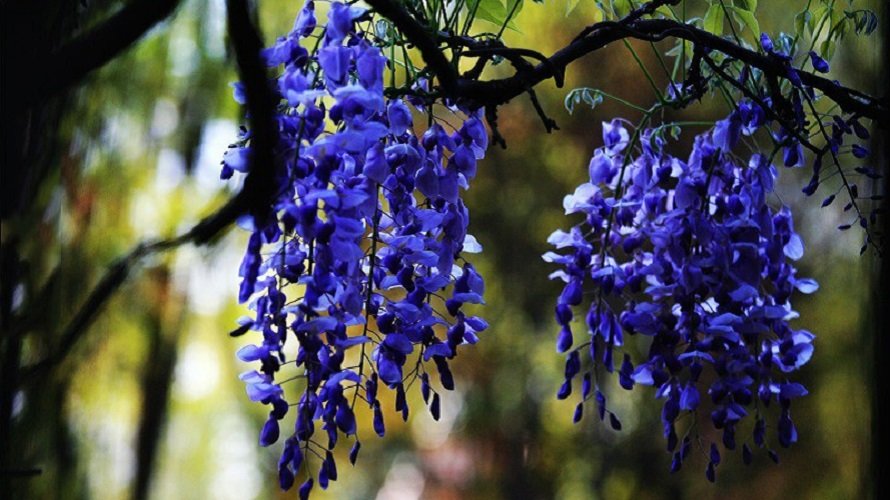 100 Rare Dark Blue Wisteria Seeds Hybrid Flower Fresh Seeds