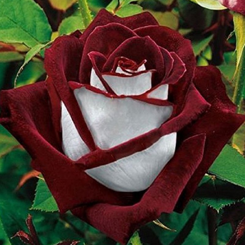 420 Rare Red White Rose Seeds Love In Rose Bush Rose Multi Colors Flower Fresh Seeds