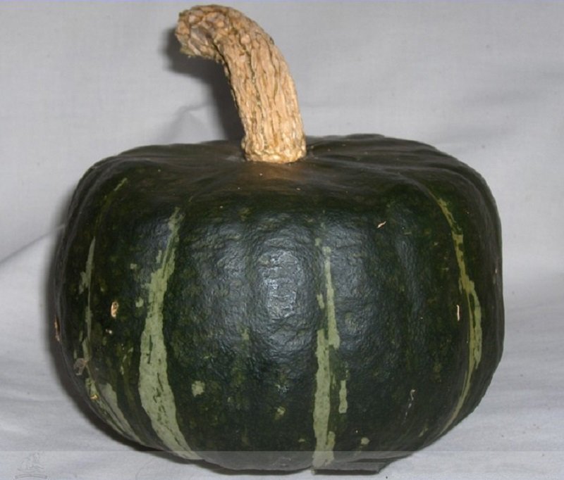 10 Buttercup Squash Seeds Vegetables Organic Rare Fresh Seeds