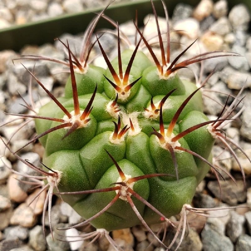 10 Gymnocalycium Riograndense Seeds Rare Cactus Succulent Plants Fresh Seeds