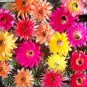10 Trichocereus Hybriden Seeds Mix Rare Cactus Fresh Seeds