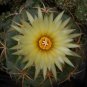 10 Coryphantha Pycnacantha Seeds Rare Cactus Succulent Plants Fresh Seeds