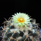 10 Coryphantha Pycnacantha Seeds Rare Cactus Succulent Plants Fresh Seeds