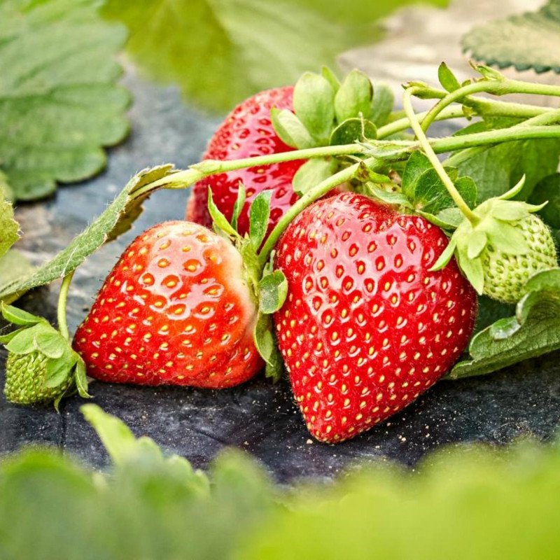 300 Red Strawberry Seeds Giant Juicy Potted Fruit Fresh Seeds