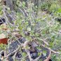 2 Jatropha Cinerea Tree Seeds Ornamental Plant Park Fresh Seeds