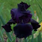 1 Night Owl Black Bearded Iris Rhizome Black Flowering Perennial Iris Root
