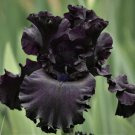1 Old Black Magic Bearded Iris Rhizome Orange Flowering Perennial Iris Root