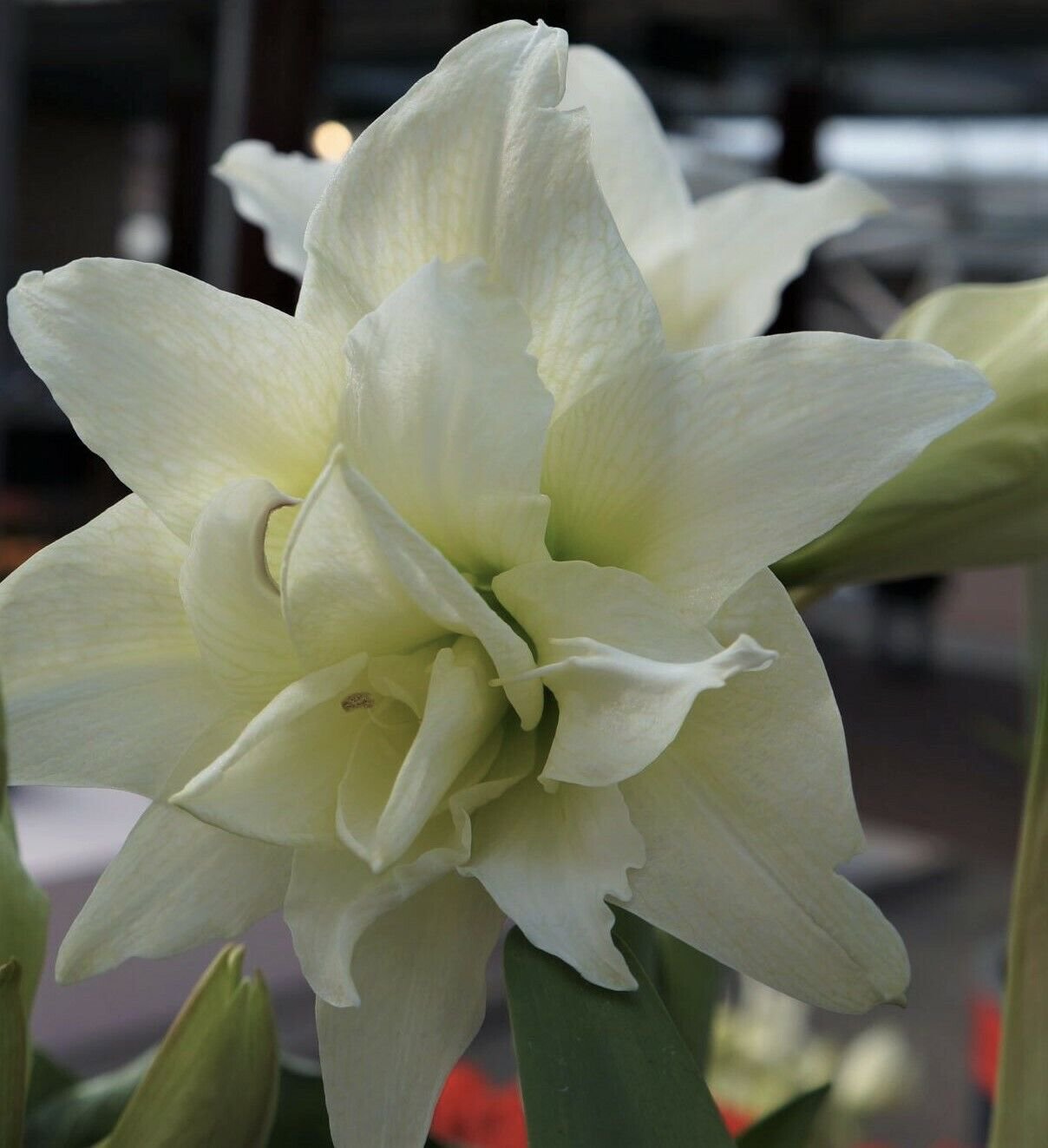 1 Double White Amaryllis Bulb White Flowers Large Bulb