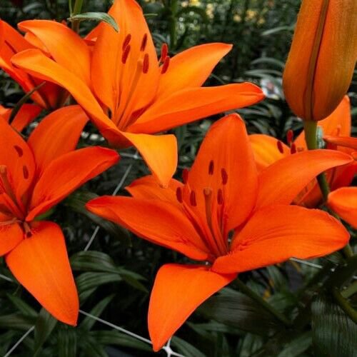 1 Orange Ton Asiatic Lily Flower Bulb