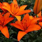 1 Orange Ton Asiatic Lily Flower Bulb