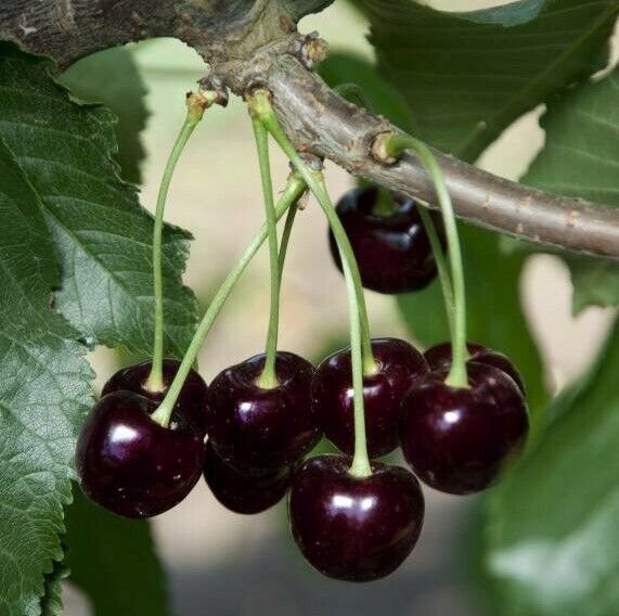 1 Sweet & Tasty Sweet Cherry Fruit Tree Tall Potted Starter Plant