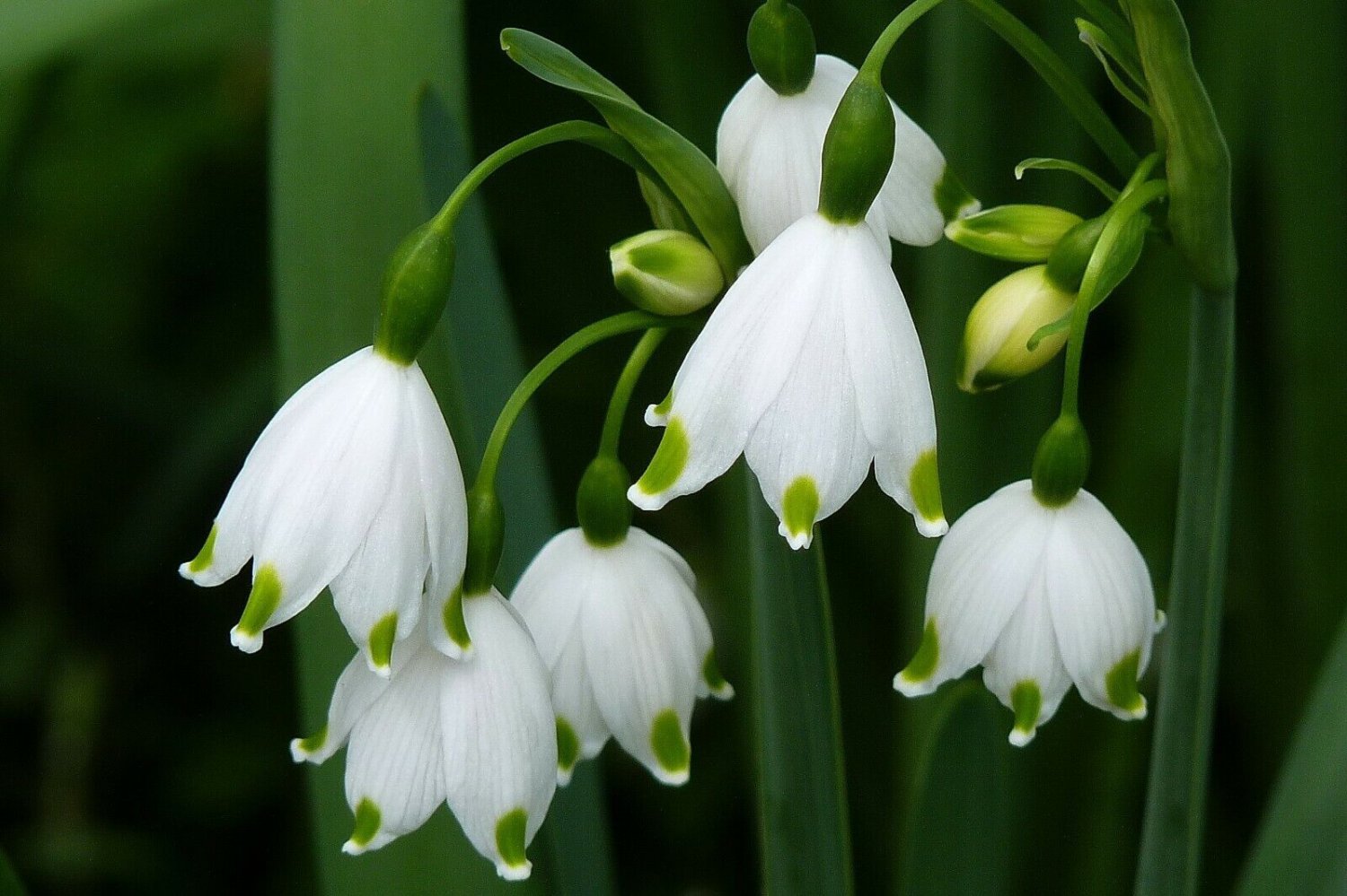 5 Beautiful Leucojum Snowflakes Flower Bulbs