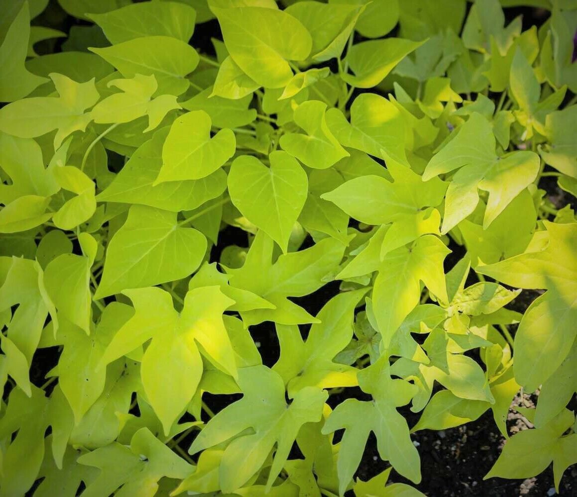 1 Marginata Lime Sweet Potato Vine Starter Plant
