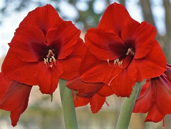 1 Olaf Amaryllis Bulb Red Flowers Large Flower Bulb