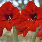 1 Olaf Amaryllis Bulb Red Flowers Large Flower Bulb