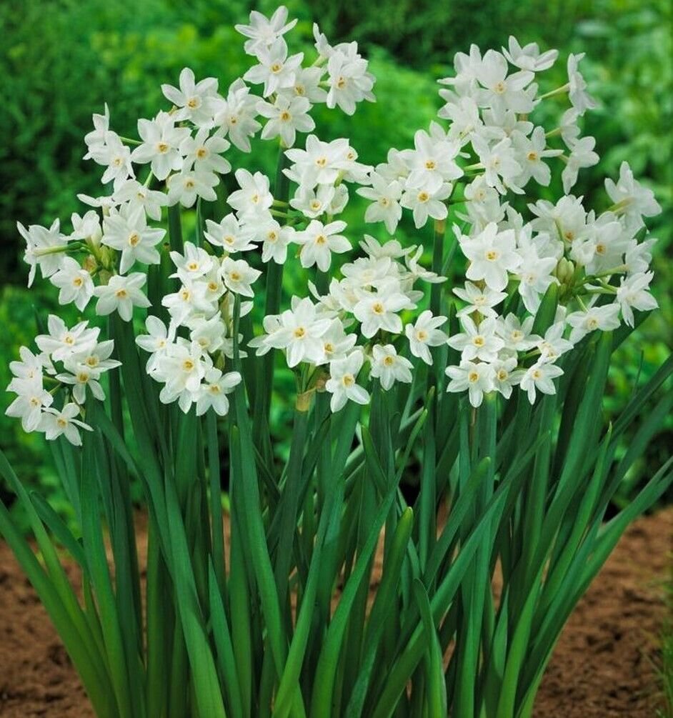 3 Paperwhites White Flowering Bulbs