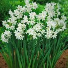 3 Paperwhites White Flowering Bulbs