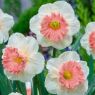 3 Large Cupped Pink Flowering Daffodil Bulbs