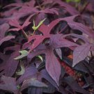 1 Blackie Sweet Potato Vine Starter Plant Foilage Flowering Plants