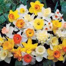 3 Supreme Mixed Colors Daffodil Bulbs Beautiful Flowering Blooms Plant