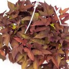 1 Rusty Red Sweet Potato Vine Starter Plant