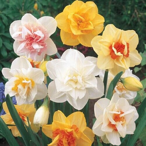 3 Supreme Double Mixed Daffodil Bulbs Beautiful Flowering Blooms Plant