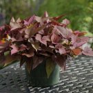 1 Rusty Red Sweet Potato Vine Starter Plant Coloring Foilage Plant