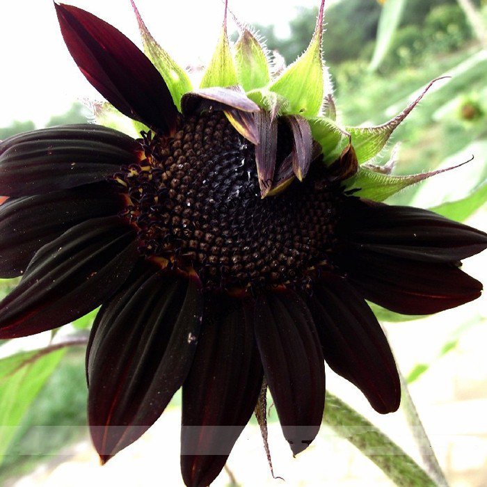 300 Black Univalve Sunflower Seeds Heirloom New Fresh Seeds