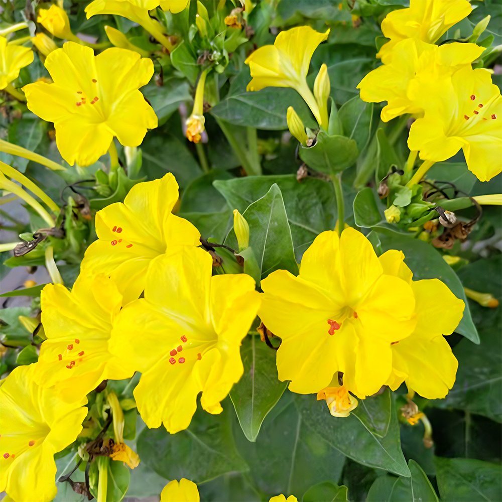 50 Four O Clock Seeds Yellow Flower Mirabilis Jalapa Fresh Seeds