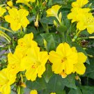 50 Four O Clock Seeds Yellow Flower Mirabilis Jalapa Fresh Seeds