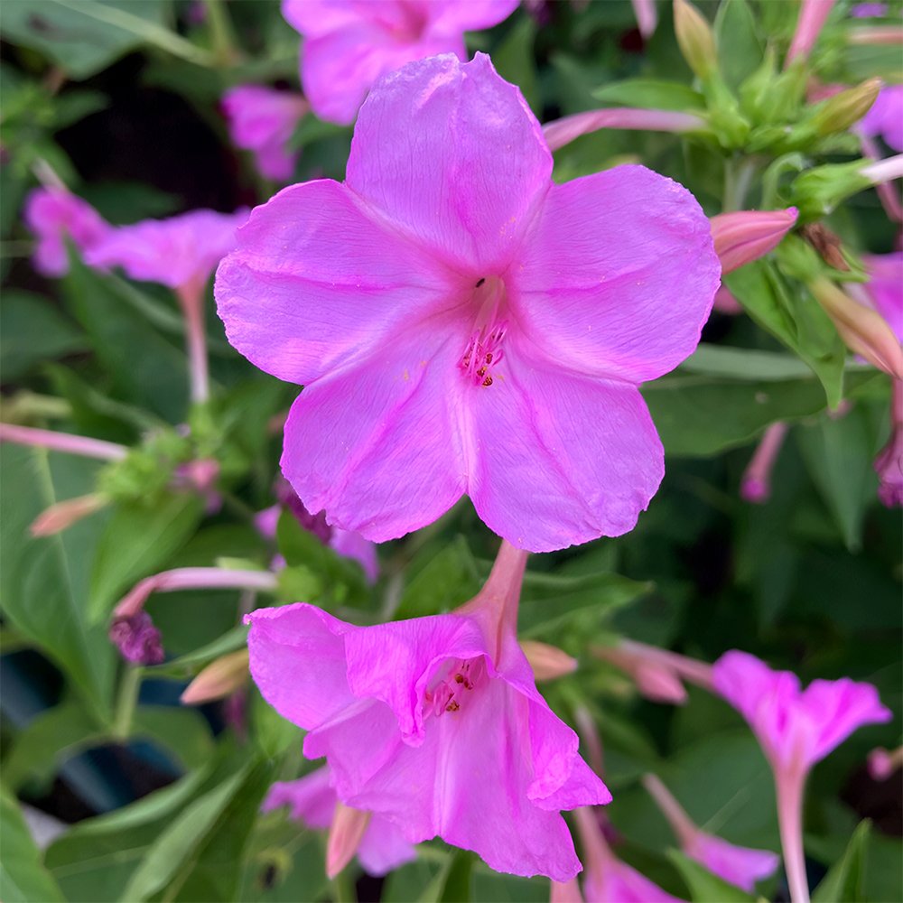 50 Four O Clock Seeds Pink Flower Mirabilis Jalapa Fresh Seeds