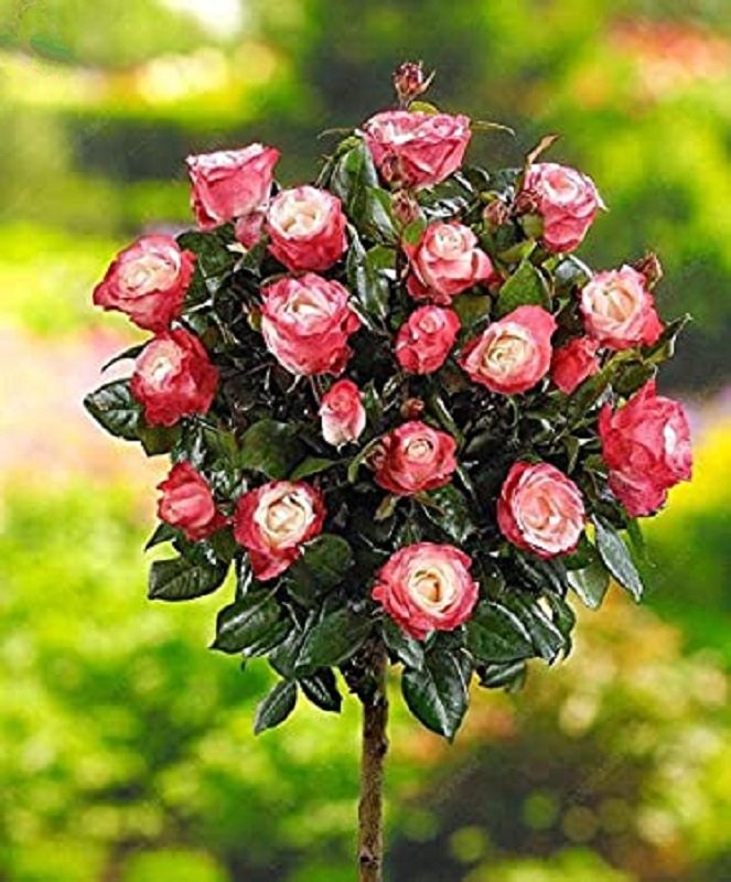 200 Rare Rose Seeds Rainbow Roses Tree Bonsai Flower Fresh Seeds