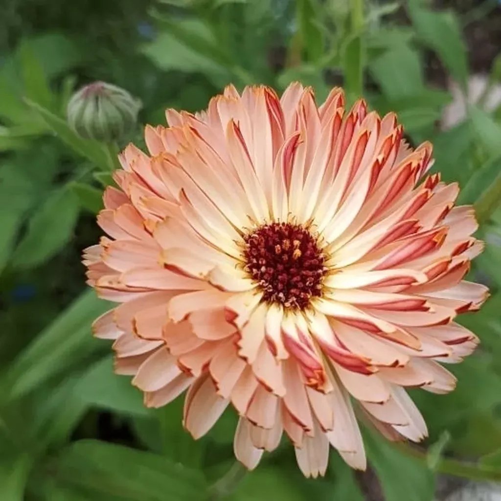 50 Calendula Bronzed Beauty Seeds Pot Marigold Fragrant Flowers Fresh Seeds