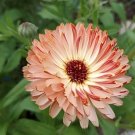 50 Calendula Bronzed Beauty Seeds Pot Marigold Fragrant Flowers Fresh Seeds