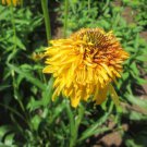 100 Echinacea Pineapple Sundae Seeds Rare Coneflowers Flowers Fresh Seeds