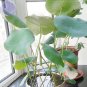 2 Bai Rou Bear Lotus Seeds Light Golden Big Blooms Double Flower Fresh Seeds
