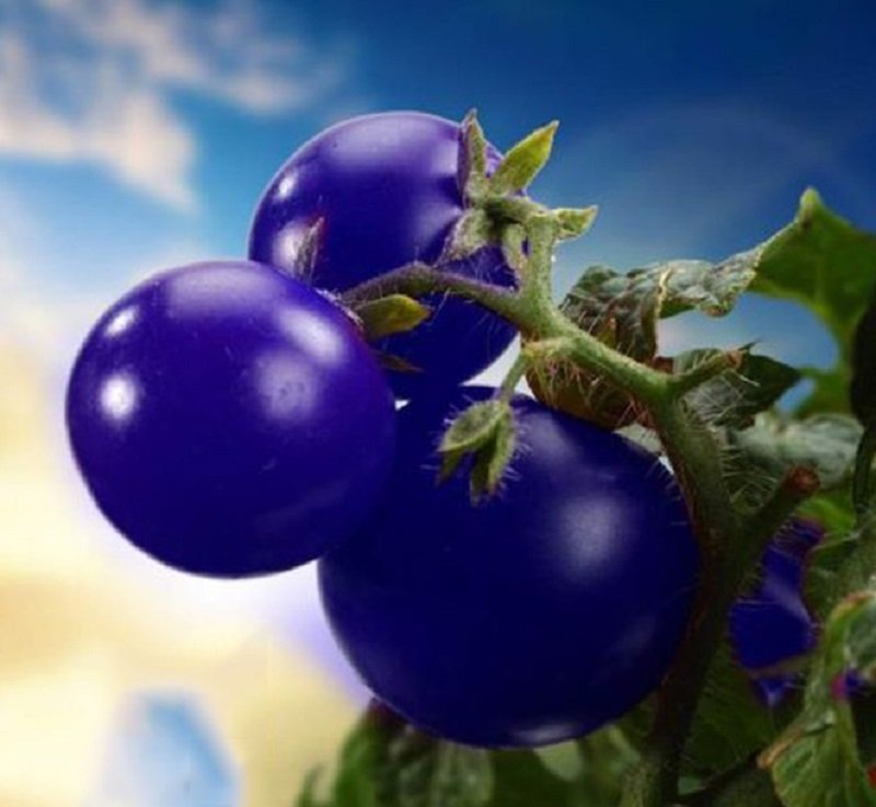 100 Zj Purple Truss Tomato Hybrid Seeds Rare Fruit Fresh Seeds