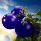 100 Zj Purple Truss Tomato Hybrid Seeds Rare Fruit Fresh Seeds