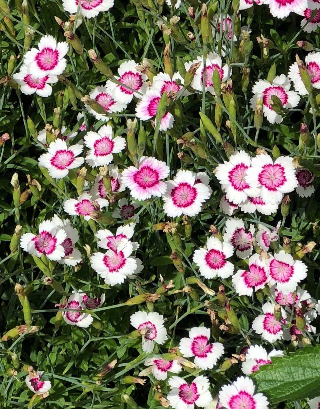 50 Maiden Pink Seeds 'Arctic Fire' Carnation Rare Flower Fresh Seeds