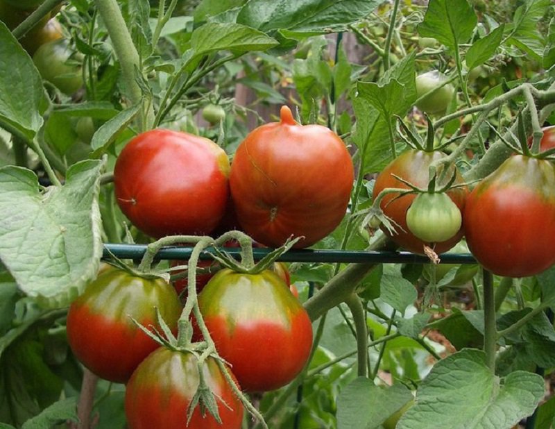 100 Black Truffle Tomato Seeds Japanese Black Trifele Organic Fresh Seeds