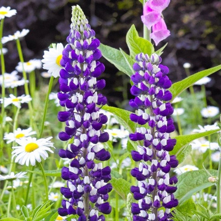 30 Lupine The Governor Flower Seeds Garden Fresh Seeds